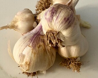May include: A cluster of four whole garlic bulbs with papery white and light purple skin. Each bulb features a rounded shape with visible fibrous roots at the base and a short, dried stem extending from the top of the cloves.
