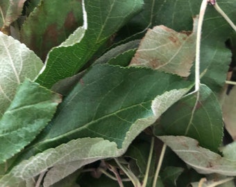 Dried Apple Leaves