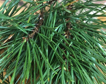 1/4 funta świeżych organicznych igieł sosny zwyczajnej