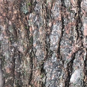 Large Pine Bark Sheet