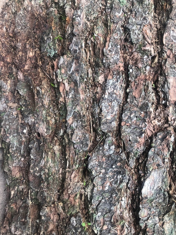 Large Pine Bark Sheet
