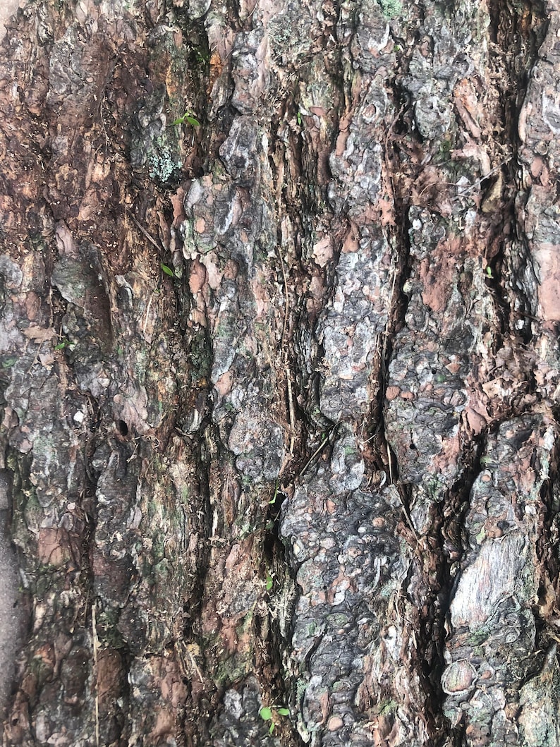 May include: Close-up of a tree trunk with a rough, textured bark. The bark is a mix of brown, gray, and green, with some small green plants growing on it.