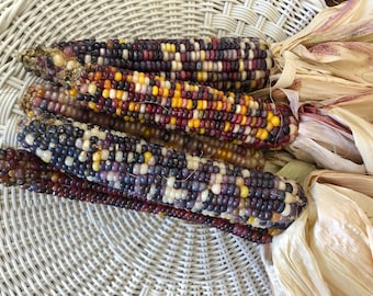 Segundos 6 Espigas de Milho Indiano Fresco Grande