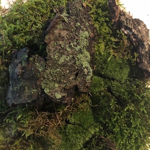Live Fresh Organic Moss and Tree Bark
