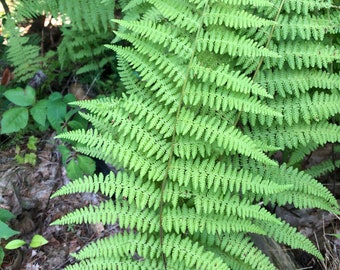 5 Live Young Hay Scented Ferns Bare Root
