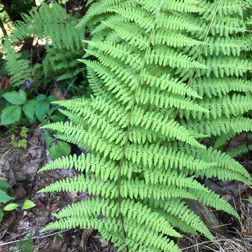 5 Live Young Hay Scented Ferns Bare Root