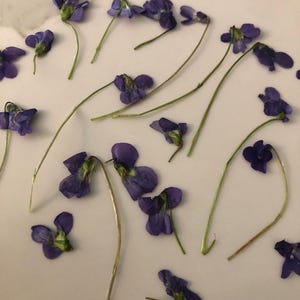 Può includere: Una collezione di piccole viole viola essiccate con steli verdi sparse su una superficie bianca. I fiori sono in varie fasi di fioritura, alcuni completamente aperti e altri ancora chiusi. Vista dall'alto.