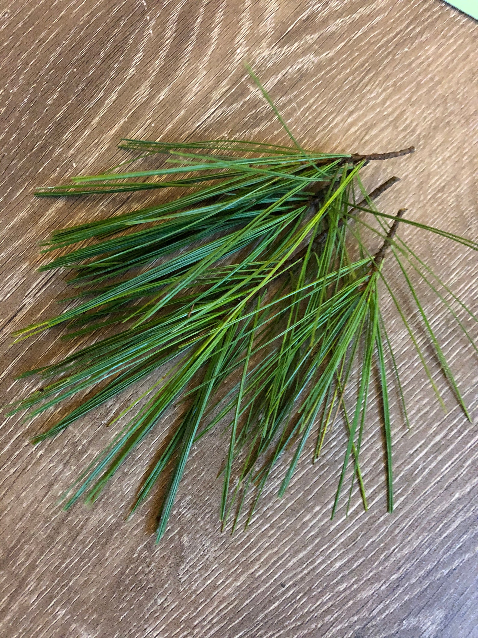 1/4 Pound Fresh Organic Eastern White Pine Needles Etsy