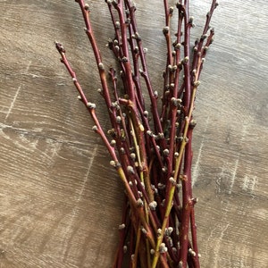 15 Peach Tree Branches