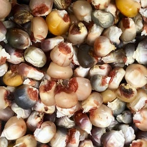 Indian Corn Seeds/Kernels
