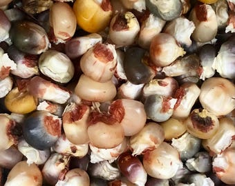 Indian Corn Seeds/Kernels