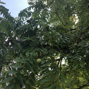 Può includere: Una ripresa dal basso di un albero con foglie verdi e diverse noci verdi. Le foglie sono fitte e riempiono l'inquadratura, con il cielo visibile attraverso i rami. Le noci sono rotonde e pendono dai rami.
