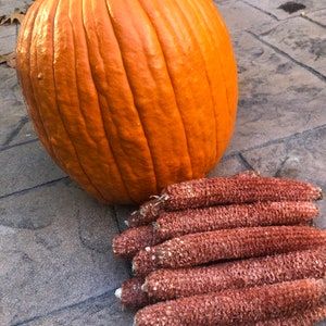 12 Ears Dried Red Corn Cob