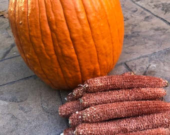 12 espigas de milho vermelho seco