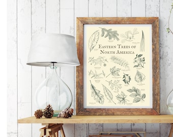 North American Tree Poster | Digital Print, schoolroom, botanical