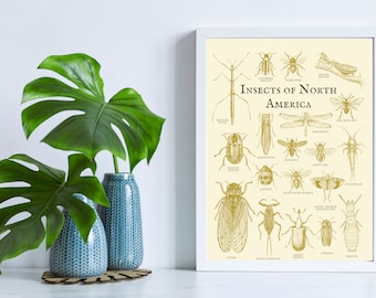 Vintage Insect Poster | Digital Print, insect, schoolroom, poster, classroom