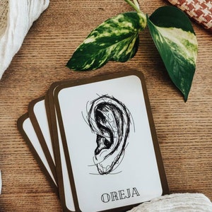 Flashcards de corpo humano espanhol | Download digital, espanhol, língua estrangeira, imprimíveis, vintage