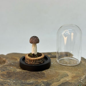 Miniature Hand Sculpted Mushrooms in Small Cloche Cottage Core Decor Mushroom Lovers Unique Gift for Dark Art Enthusiasts