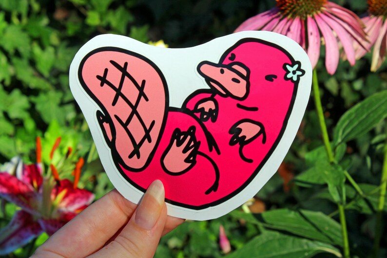 May include: A pink platypus sticker with a black outline and a small blue flower on its head. The platypus is curled up with its tail visible. The sticker is on a white background.
