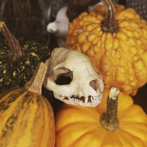 May include: A close-up of a white animal skull with a small, yellow pumpkin and a larger, orange pumpkin with a bumpy texture in the background.