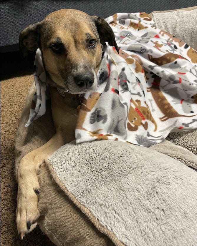 Organic dog blanket new arrivals