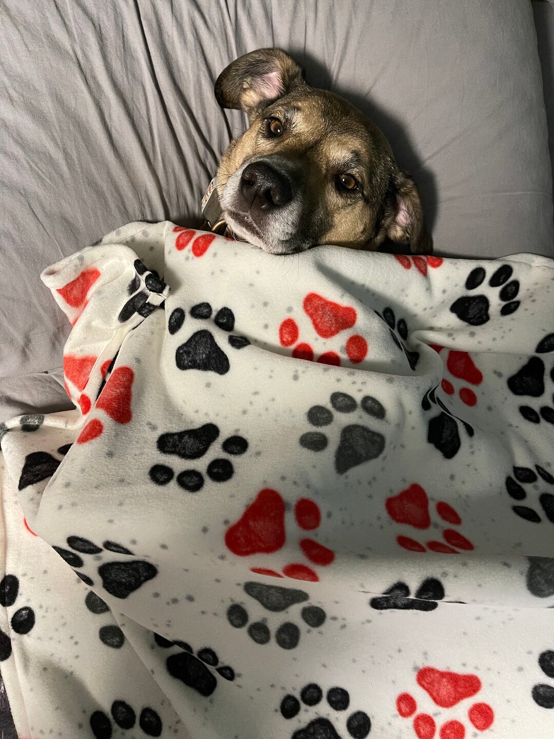 Beagle Paw Pattern Print Blanket