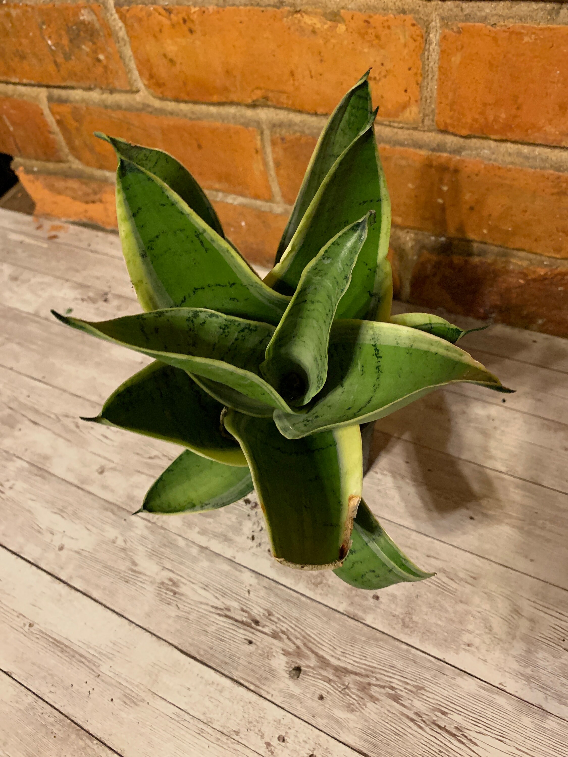 night owl sansevieria height night owl sansevieria height