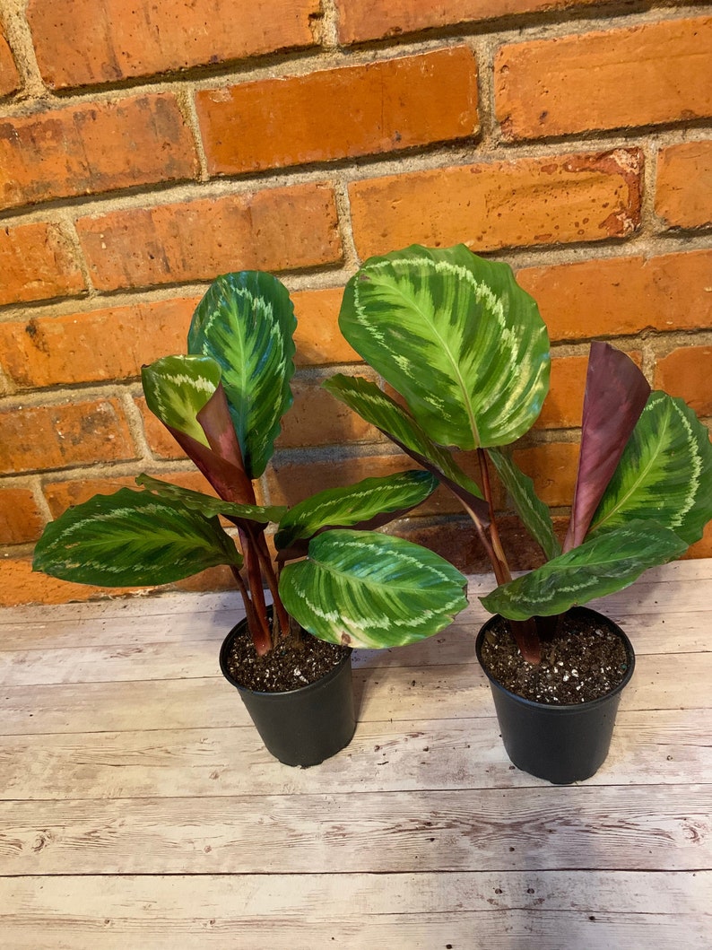 Calathea jungle cat plant Etsy