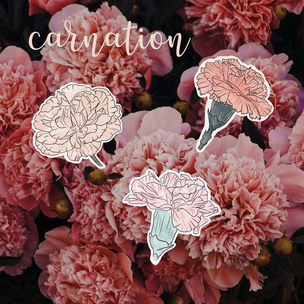 Pink Carnation sticker, flower sticker