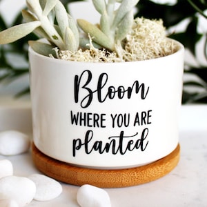 May include: White ceramic planter with a bamboo base. The planter has a black inscription that reads "Bloom where you are planted".