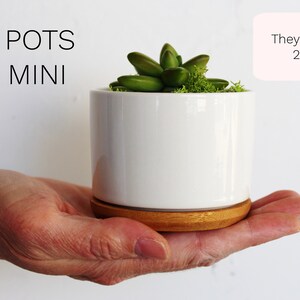 Puede incluir: Una maceta de cer&aacute;mica blanca con una base de madera, que contiene una peque&ntilde;a planta suculenta verde. La maceta mide 5,3 cm de alto. "OUR POTS ARE MINI" est&aacute; escrito en negro sobre fondo blanco. "They measure 2.1" Tall" est&aacute; escrito en negro sobre fondo rosa.
