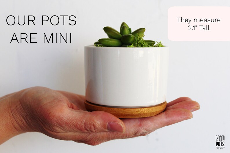 Puede incluir: Una maceta de cer&aacute;mica blanca con una base de madera, que contiene una peque&ntilde;a planta suculenta verde. La maceta mide 5,3 cm de alto. "OUR POTS ARE MINI" est&aacute; escrito en negro sobre fondo blanco. "They measure 2.1" Tall" est&aacute; escrito en negro sobre fondo rosa.