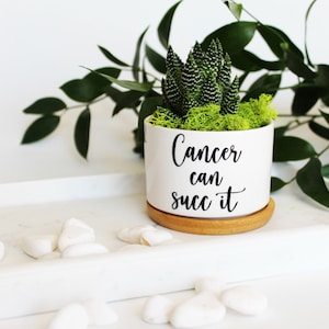 May include: A white ceramic pot with the text "Cancer can succ it" in black script, holding a succulent plant with green moss. The pot sits on a wooden coaster, placed on a white tray with white stones. Green leaves are in the background.