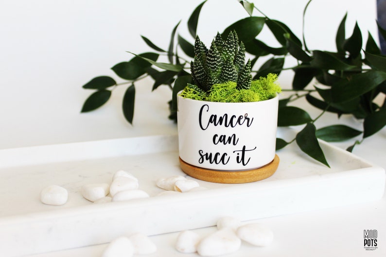 May include: A white ceramic pot with the text "Cancer can succ it" in black script, holding a succulent plant with green moss. The pot sits on a wooden coaster, placed on a white tray with white stones. Green leaves are in the background.
