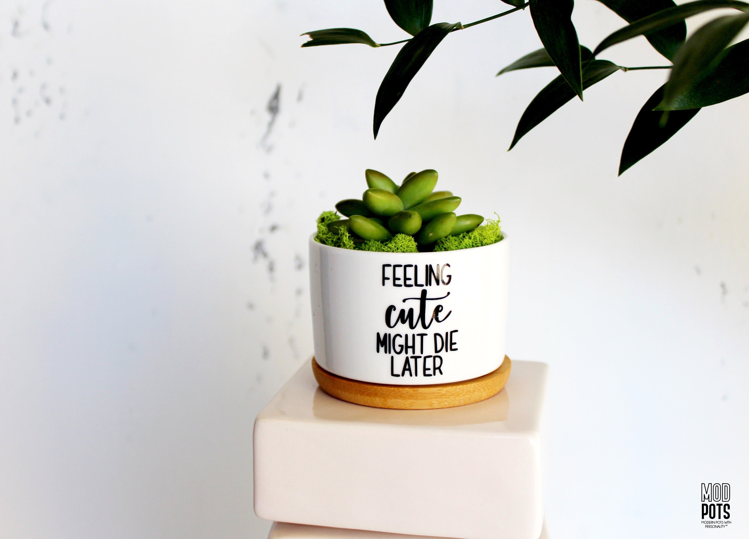 cardboard pot plants Cardboard Palm in Blanco Pot – plantaelover main image 1