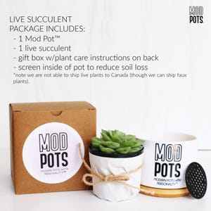 Tú creces, niña / regalo de aliento / pequeña maceta suculenta / poder femenino / regalo de graduación / felicitaciones por tu nuevo trabajo / ruptura Pot w/LIVE Succulent