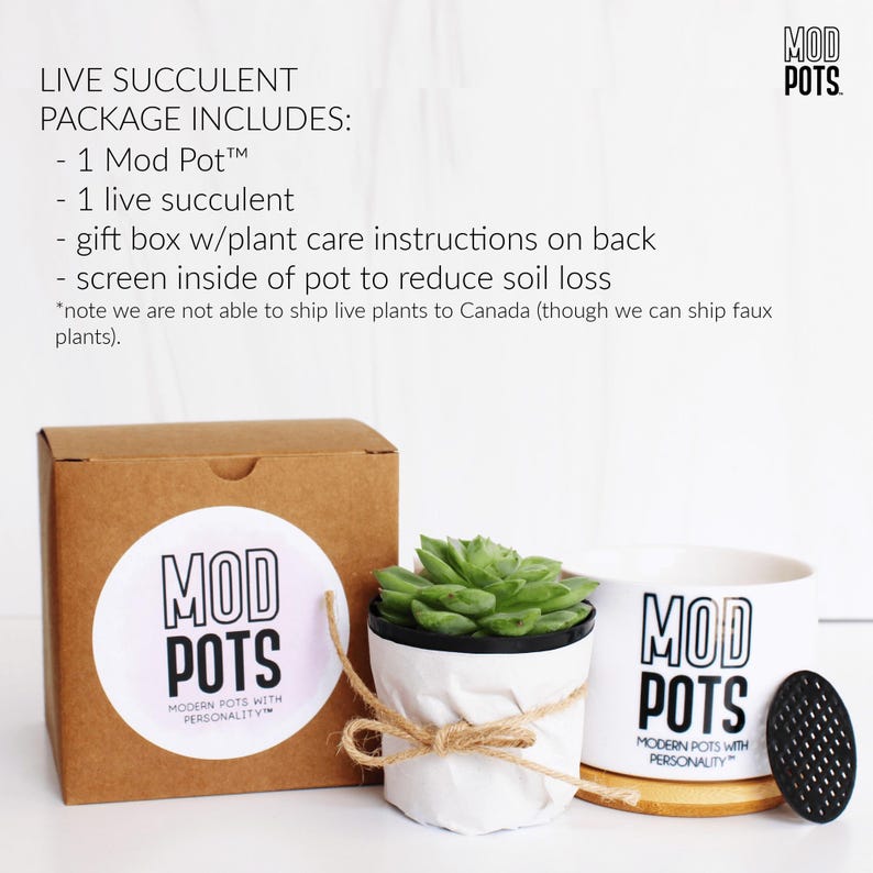 May include: A live succulent package includes a Mod Pot, a live succulent, a gift box, and a screen. The Mod Pots are white with black text. The succulent is in a white pot tied with twine. The text on the box reads "MOD POTS".