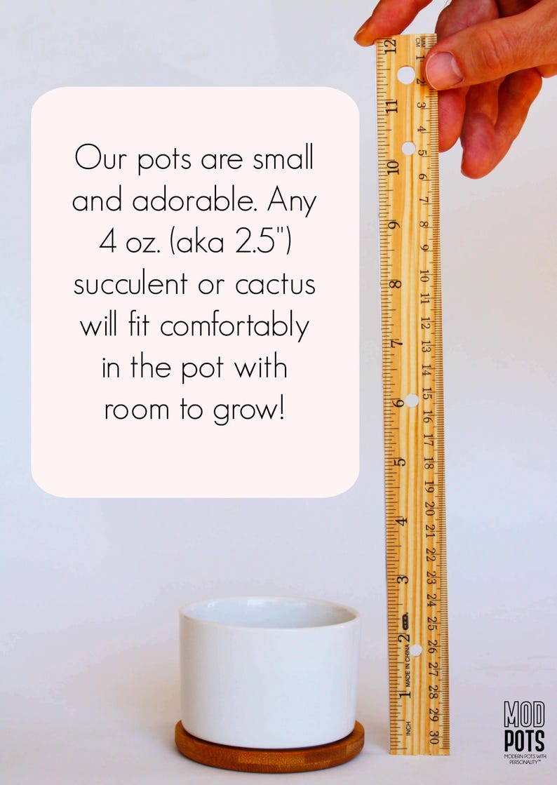 May include: A white cylindrical plant pot on a circular wooden base, positioned next to a wooden ruler. Text on the image reads: Our pots are small and adorable. Any 4 oz. (aka 2.5") succulent or cactus will fit comfortably in the pot with room to grow!
