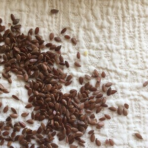 May include: A close-up of a white cloth surface with a scattering of brown flax seeds.