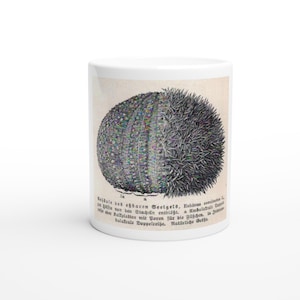Seeigel, Echinus esculentus Kaffeetasse – Vintage Ceramic Coffee Cup, Dishwasher & Microwave Safe