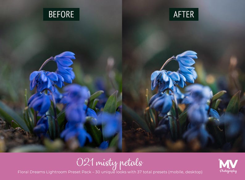 May include: A split image showcasing a before-and-after comparison of a photo edit. The focus is on vibrant blue flowers with green foliage. The text reads "021 misty petals" and "Floral Dreams Lightroom Preset Pack".