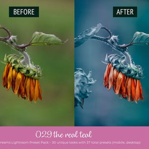 May include: A split image shows a sunflower before and after editing. The "before" image has a green background, while the "after" image has a teal background. The sunflower has orange petals and green leaves. Text at the bottom reads "029 the real teal".