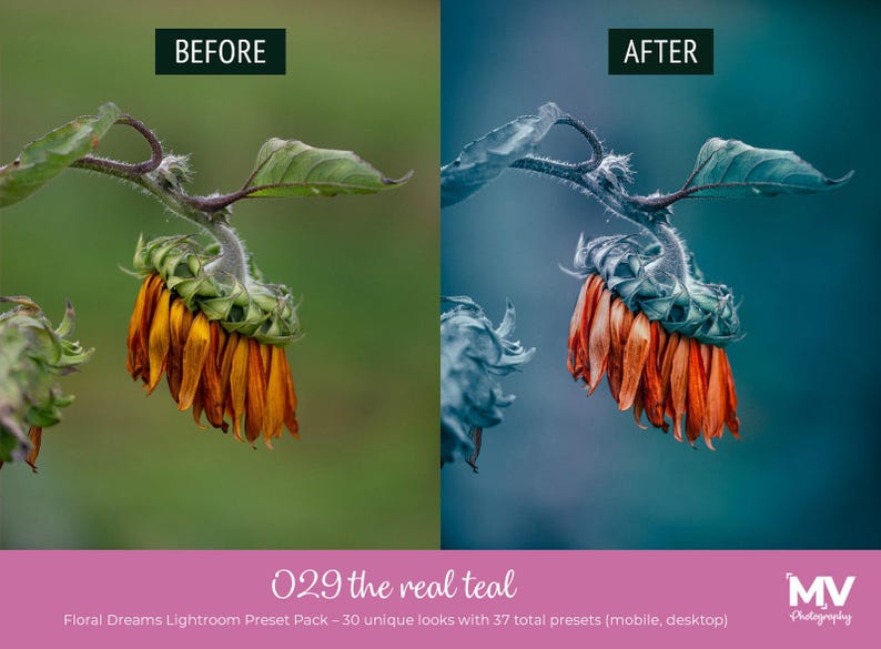 May include: A split image shows a sunflower before and after editing. The "before" image has a green background, while the "after" image has a teal background. The sunflower has orange petals and green leaves. Text at the bottom reads "029 the real teal".