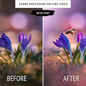 May include: Before and after image showing a photo editing tutorial. The before image shows purple crocuses in a field. The after image shows the same crocuses with a bee flying above them.