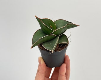 Sansevieria Cylindrica Rocket Fan, Snake Plant, Easy Care Potted Plant  (6cm) - Etsy Canada
