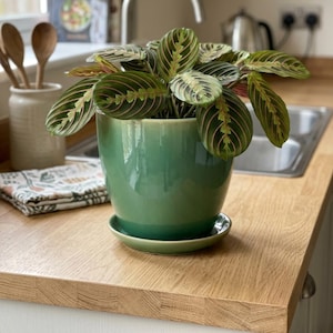 May include: A prayer plant with oval green leaves featuring dark green spots and prominent red veins, potted in a smooth, glossy, gradient green ceramic planter that sits on a matching circular saucer, showcasing a vibrant botanical display.