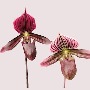 May include: Two Paphiopedilum orchids featuring deep burgundy and magenta petals with dark vertical veining. Each flower has a prominent, rounded pouch-like lip and a large, upright dorsal sepal, supported by slender, dark brown stems.