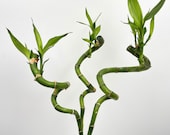 Dracaena Sanderiana Stems, 40-45 cm Lucky Bamboo, Feng Shui Plant, easy care plant, water bamboo, house warming,Mother 39 s day Gifts