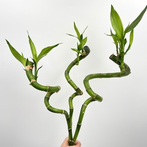 Dracaena Sanderiana Stems, 40 50 cm, Lucky Bamboo, Feng Shui Plant, easy care plant, water bamboo, house warming,Mother's day Gifts image 1