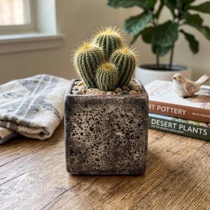 May include: A small, multi-stemmed green cactus with yellow spines planted in a square, dark grey, textured ceramic pot. The surface of the soil is covered with small, smooth, light-coloured pebbles and sand, providing a stable base for the plant.